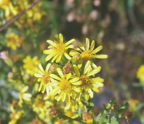 Crete. Wild Flower,Inula crithmoides, Astratigos, North West Crete