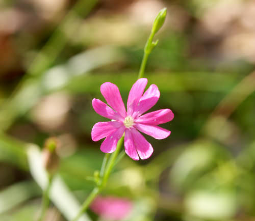 Crete, Wild Flower, Silene sericea, Deliana, North West Crete
