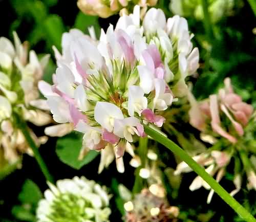 Crete, Wild Flower, Coronilla varia, Astratigos, North West Crete