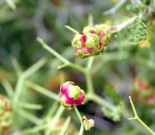 Crete, Wild Flower, Sarcopterium spinosum, Astratigos, North West Crete