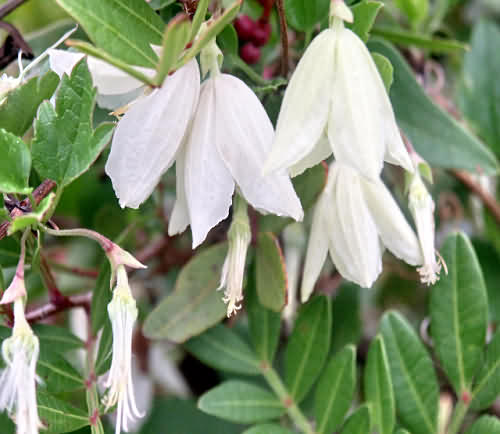 Crete, Wild Flower, Ranunculaceae - Clematis cirrhosa - Astratigos, North West Crete