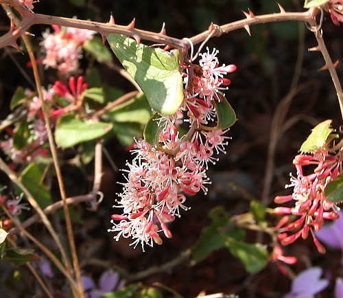 Wild Flower, Liliaceae - Smilax aspera - Astratigos, NW Crete
