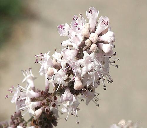 Wild Flower, Verbenaceae - Vitex agnus-castus - Afrata, NW Crete