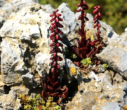 Wild Flower, Crassulaceae - umbilicus rupestris - Astratigos, NW Crete