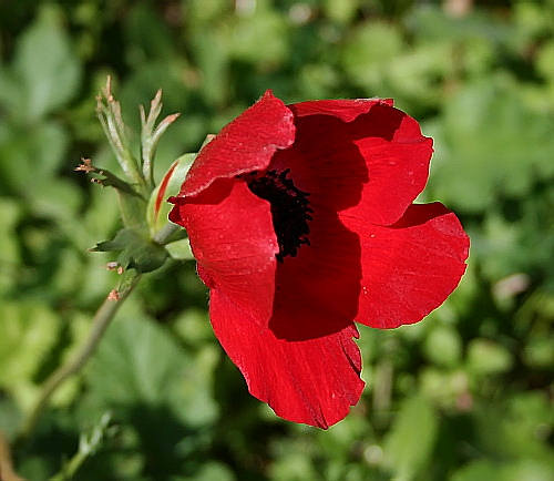 Wild Flower, Ranunculaceae - Anemone coronaria - Marithiana, NW Crete