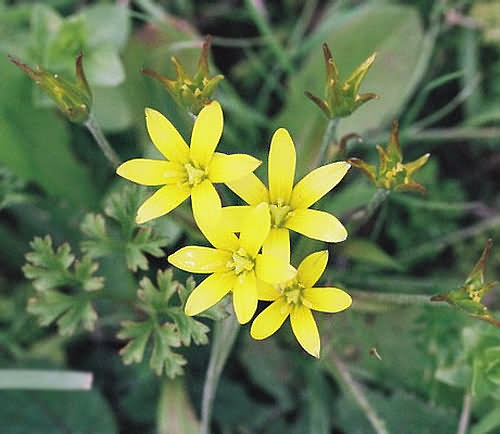 Wild Flower, Liliaceae - Gagea peduncularis - Astratigos, NW Crete