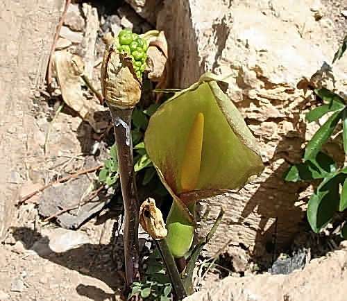Wild Flower, Araceae - Arum concinnatum - Astratigos, NW Crete