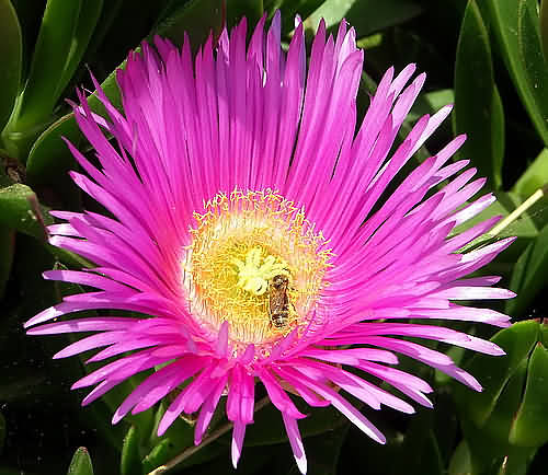 Wild Flower, Aizoaceae - carpobrutus edulis - Hottentot Fig - Kolimbari, NW Crete