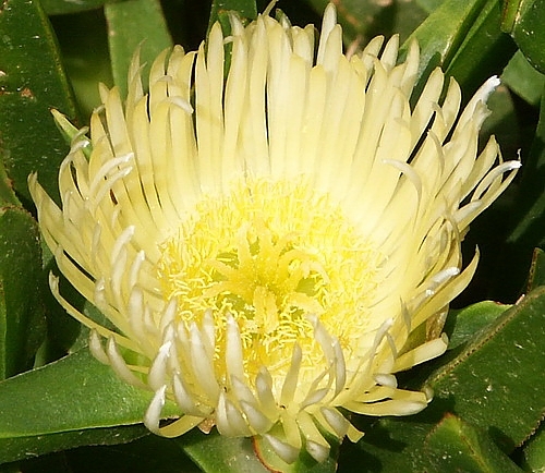Wild Flower, Aizoaceae - carpobrutus edulis - Hottentot Fig - Kolimbari, NW Crete