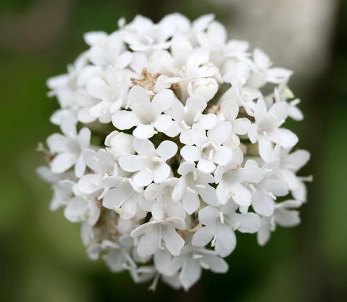 Wild Flower, Valerianaceae - Valeriana asarifolia - Cretan Valerian - NW Crete
