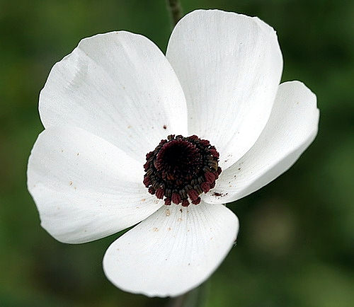 Wild Flower, Ranunculus asiaticus - Paleochora, NW Crete