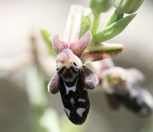 Wild Flower, Orchidaceae -  Ophrys Cretica -  Cretan Bee Orchid - Crete
