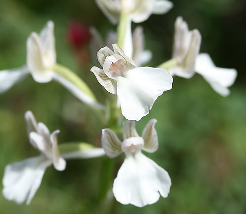 Wild Flower, Orchidaceae - Orchis anatolica - Anatolian orchid - NW Crete