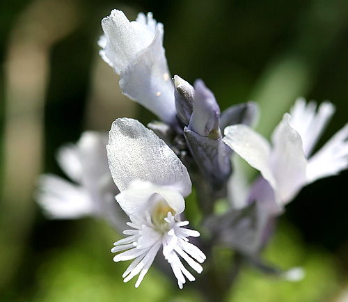 Wild Flower, Polygalaceae - Polygala venulosa - Milkwort - Crete