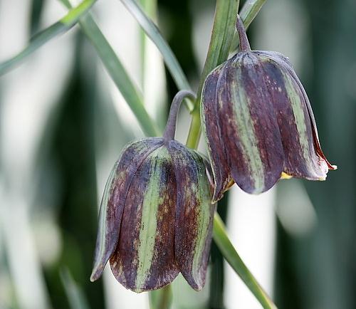 Wild Flower, Liliaceae - Fritillaria messanensis - NW Crete