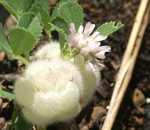 Wild Flower, Trifolium tomentosum - Woolly Trefoil - Astratigos, NW Crete C