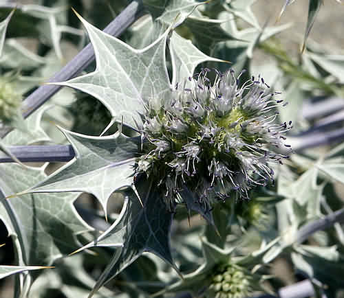 Wild Flower, Umbelliferae - eryningium maritimum - Sea Holly - NW Crete  