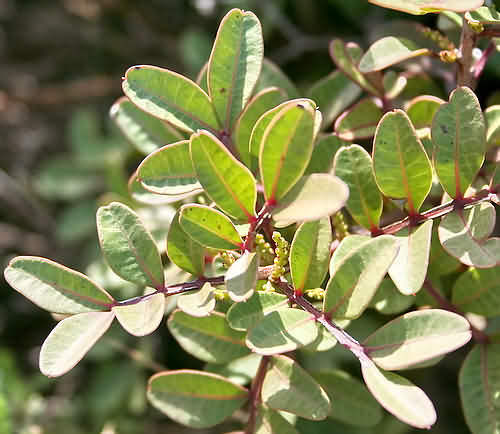 Wild Flower, Tree - Anacardaceae - Pistacia lentiscus - Astratigos, NW Crete