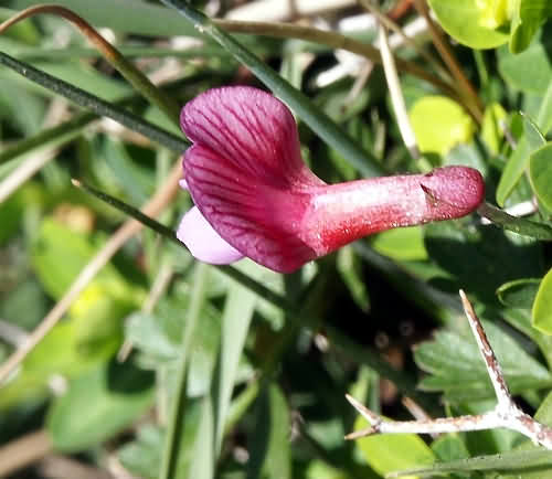 Wild Flower, Leguminosae - Vicia cretica - Omalos, NW Crete