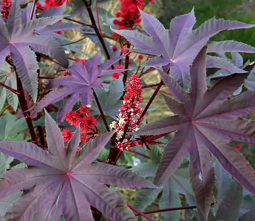 Wild Flower, Euphorbiaceae - Ricinus communis - Melame, NW Crete