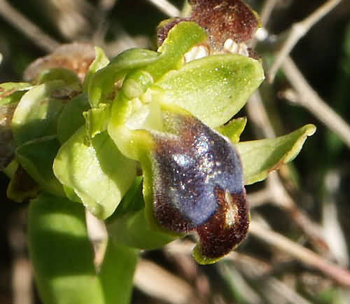 Wild Flower, Orchidaceae - Ophrys fusca - Marethiana, NW Crete