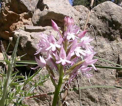 Wild Flower, Orchidaceae - Anacamptis pyramidalis - NW Crete