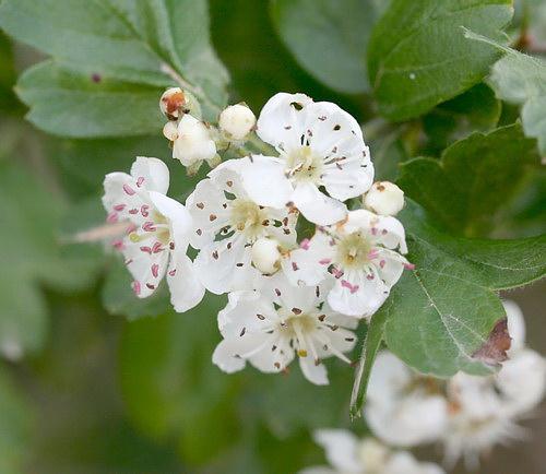 Wild Flower, Rosaceae - Crategus monogyna - Afrata, NW Crete