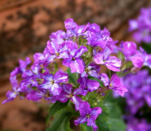 Wild Flower, Cruciferae - Lanaria annua - Astratigos, NW Crete