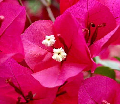 Widespread Flower, Bourgainvillea glabra - Astratigos, NW Crete