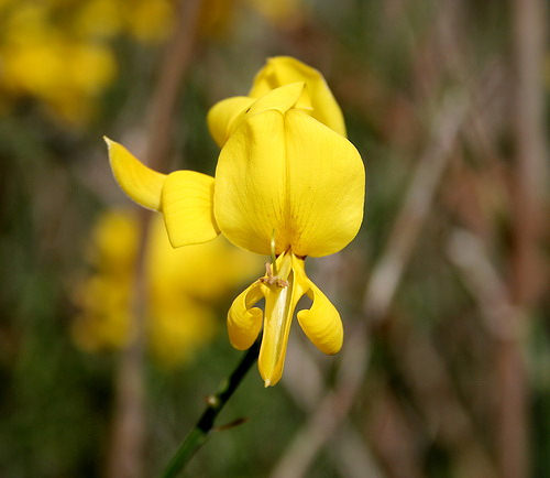 Wild Flower, Leguminoseae - Spartium junceum - Astratigos, NW Crete
