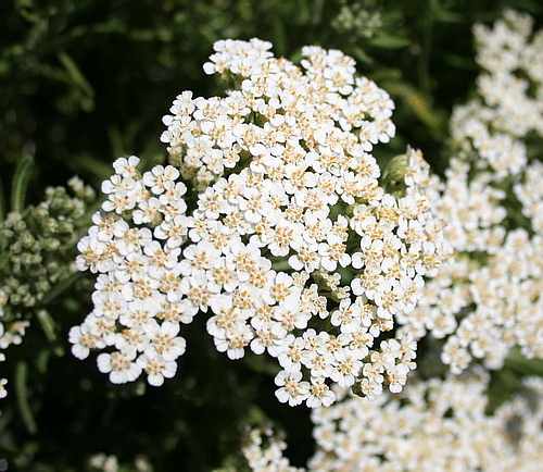 Wild Flower, Compositae - Achillea cretica - Marethiana, NW Crete