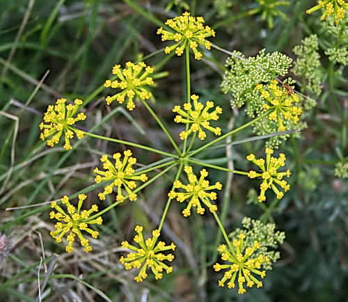 Wild Flower, Umbelliferae - Ferulago Nodosa - Aspra nea, NW Crete