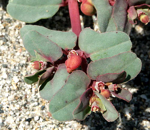 Wild Flower, Euphorbiaceae - Euphorbia peplis - Kolimbari, NW Crete