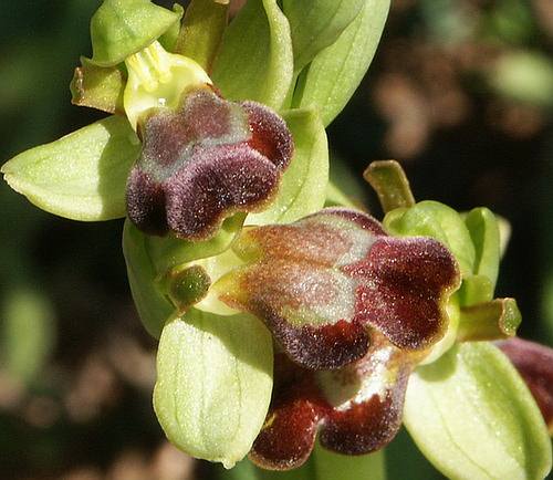 Wild Flower, Orchidaceae - Ophrys fusca creticola, NW Crete 