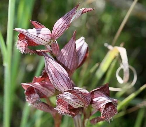 Wild Flower, Orchidaceae - Serapis orientalis - Rodopos, NW Crete