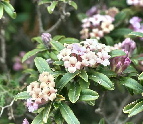 Wild Flower, Thymelaeceae - Daphne serica - Deliana, NW Crete