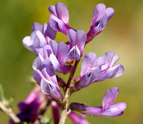 Wild Flower, Leguminosae - Vicia altisima - NW Crete