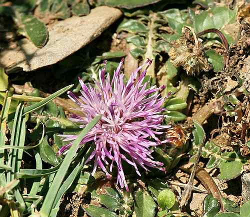 Wild Flower, Compositae - Centaurea raphanina - Rodopos, NW Crete