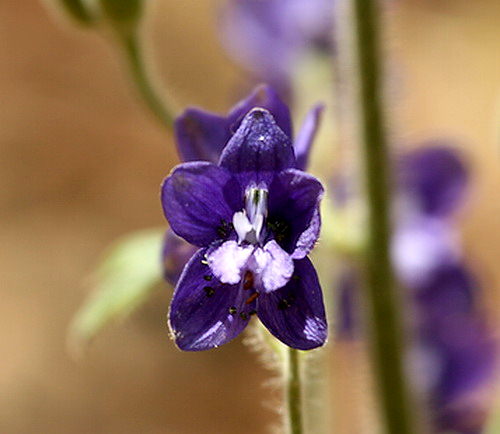 Wild Flower, Ranunculaceae - Delfinium staphisagria - Deliana Gorge, NW Crete