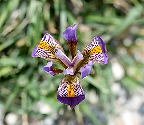 Wild Flower, Iridaceae - Iris ungularis cretensis - Astratigos, NW Crete