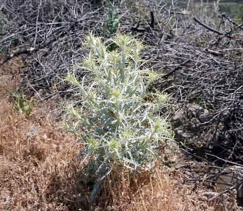 Wild Flower, Compositae - Scolymus hispanicus - Afrata, NW Crete