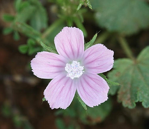 Wild Flower, Malvaceae - Lavatera cretica - Astratigos, NW Crete