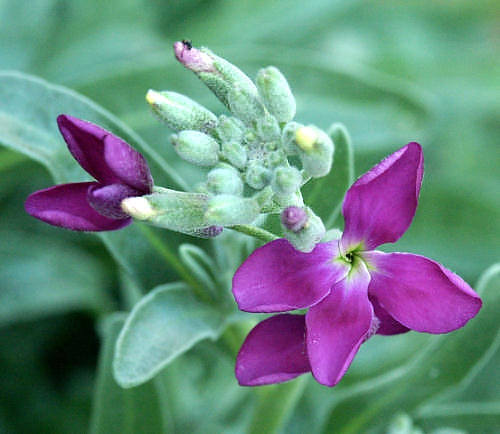 Wild Flower, Cruciferae - Mathiola incana - Astratigos NW Crete