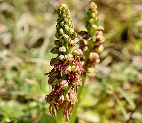 Wild Flower, Orchidaceae - Aceras anthropophorum - Astratigos, NW Crete
