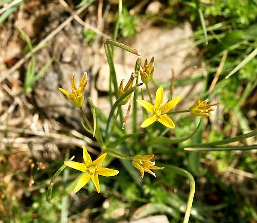 Wild Flower, Liliaceae - Gagea peduncularis - Rethymnou, NW Crete
