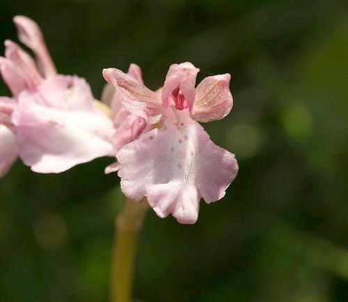 Wild Flower, Orcidaceae - Orchis prisca - Rethymnou NW Crete