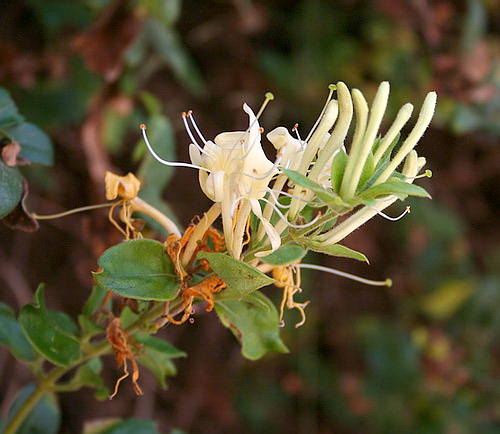 Wild flower, Caprifoliaceae - Lonicera implexa - Astratigos, NW Crete