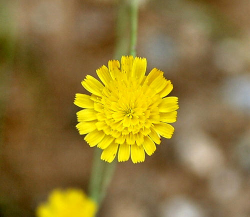 Wild Flower, Compositae - Andryala integrifolia - Astratigos, NW Crete