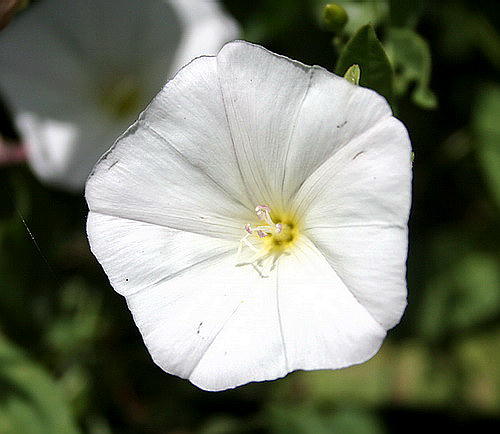 Wild Flower, Convolulaceae - Convolvulus laguginosus - Deliana, NW Crete