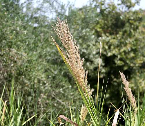Wild Flower, Gramineae - Arundo donax - NW Crete